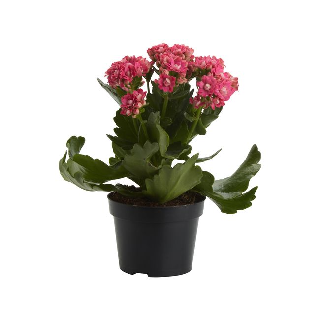 Kalanchoe GoodHome 12 cm