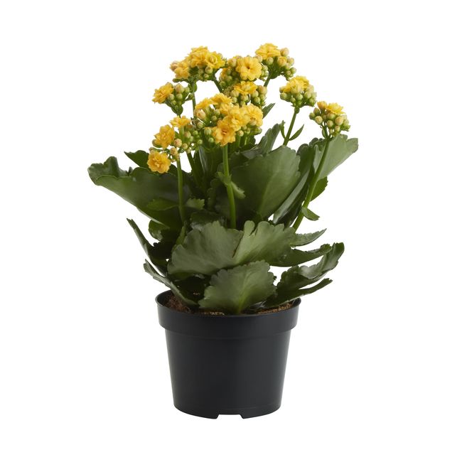 Kalanchoe GoodHome 12 cm