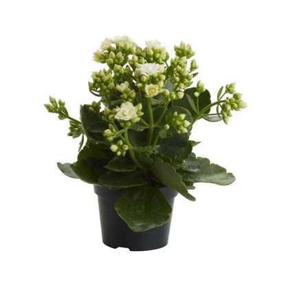 Kalanchoe GoodHome 12 cm