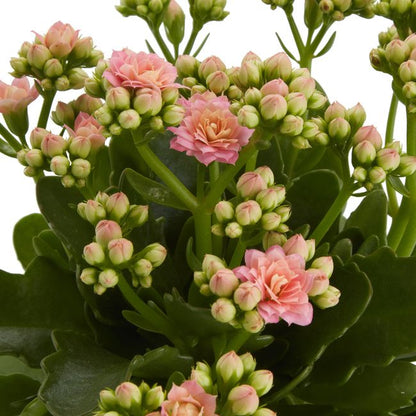 Kalanchoe GoodHome 12 cm