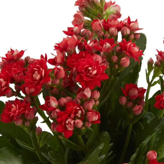 Kalanchoe GoodHome 12 cm