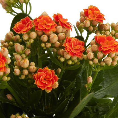 Kalanchoe GoodHome 12 cm