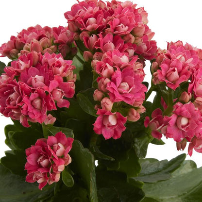 Kalanchoe GoodHome 12 cm