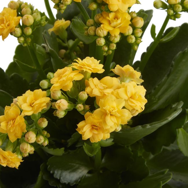 Kalanchoe GoodHome 12 cm