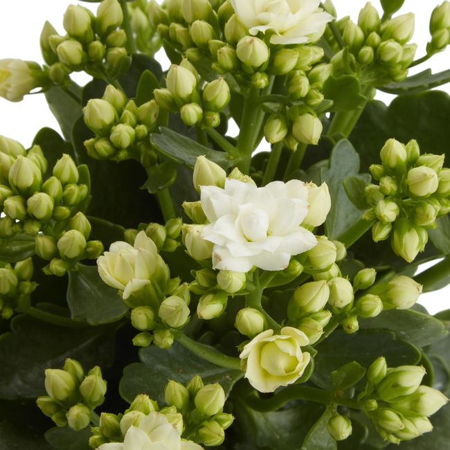 Kalanchoe GoodHome 12 cm