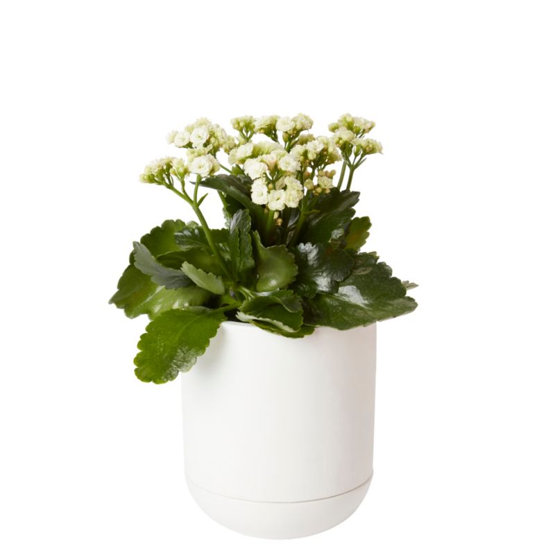 Kalanchoe GoodHome 23 cm mix