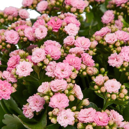 Kalanchoe GoodHome 23 cm