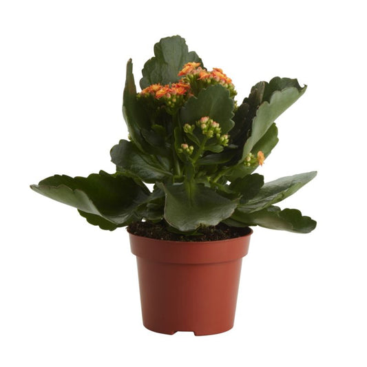 Kalanchoe GoodHome – farverig og nem stueplante til begyndere