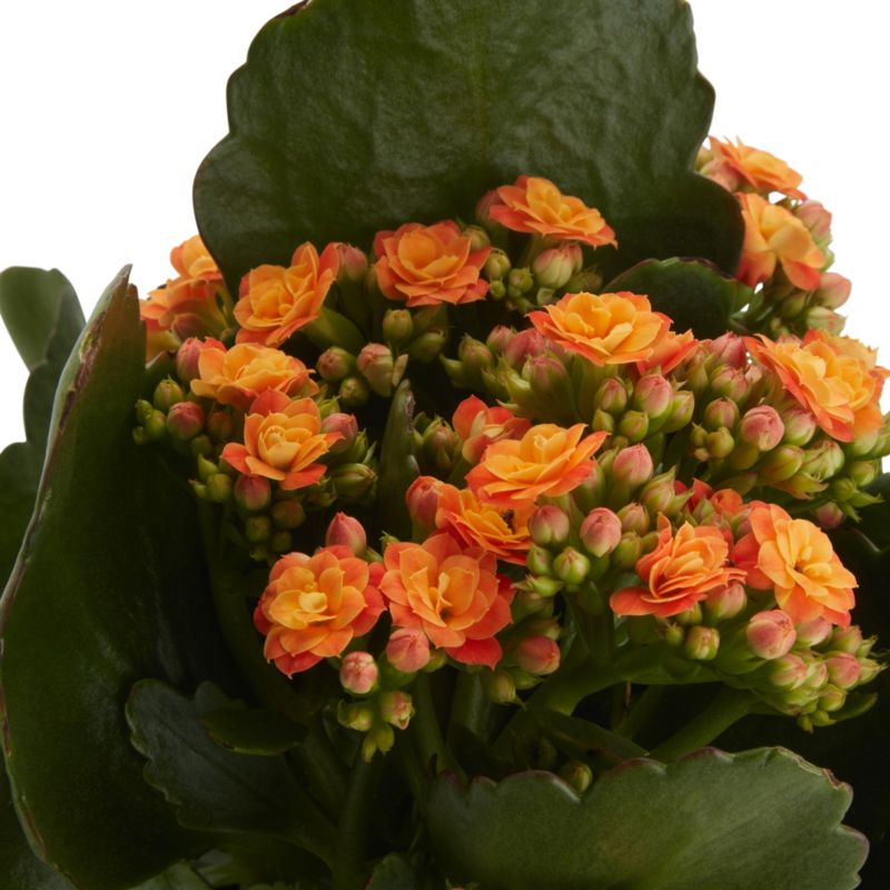 Kalanchoe GoodHome – farverig og nem stueplante til begyndere