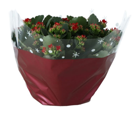 Kalanchoe skål 23 cm