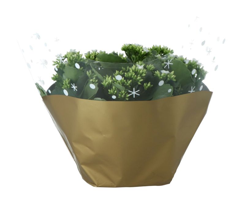 Kalanchoe skål 23 cm
