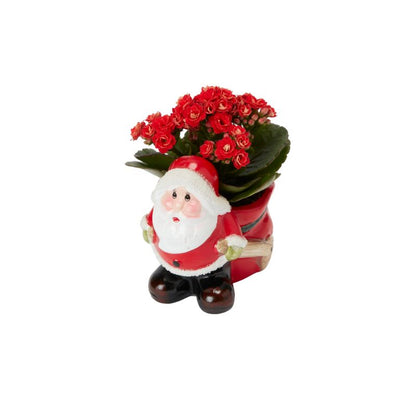 Kalanchoe i potte med rensdyrmotiv