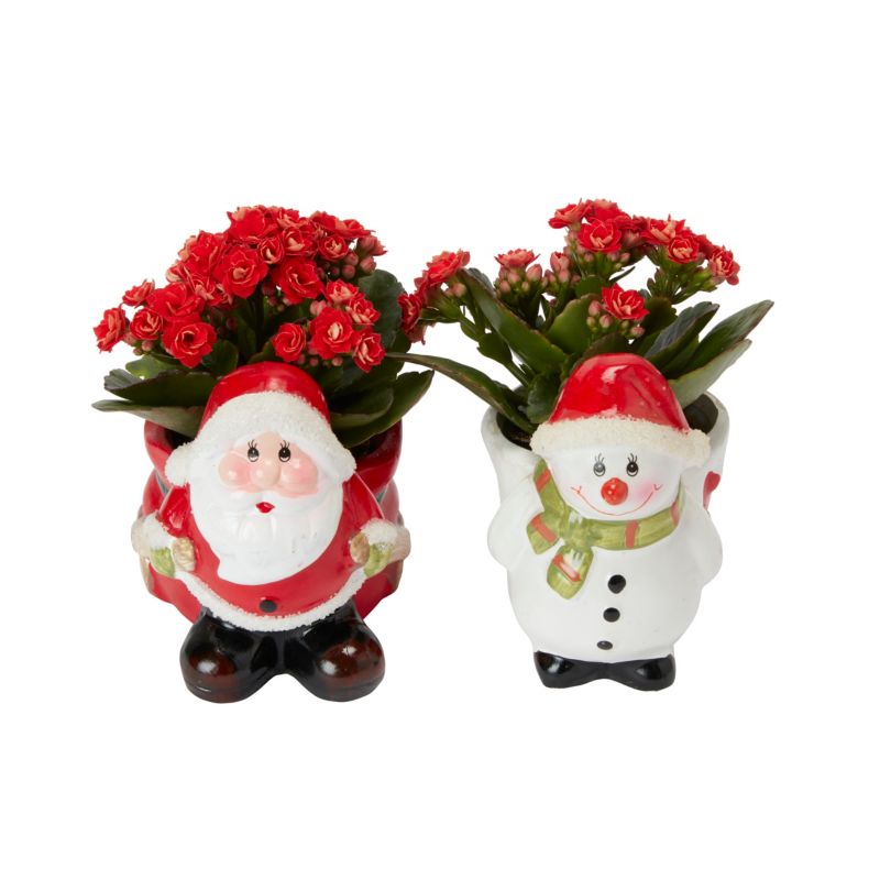 Kalanchoe i potte med rensdyrmotiv