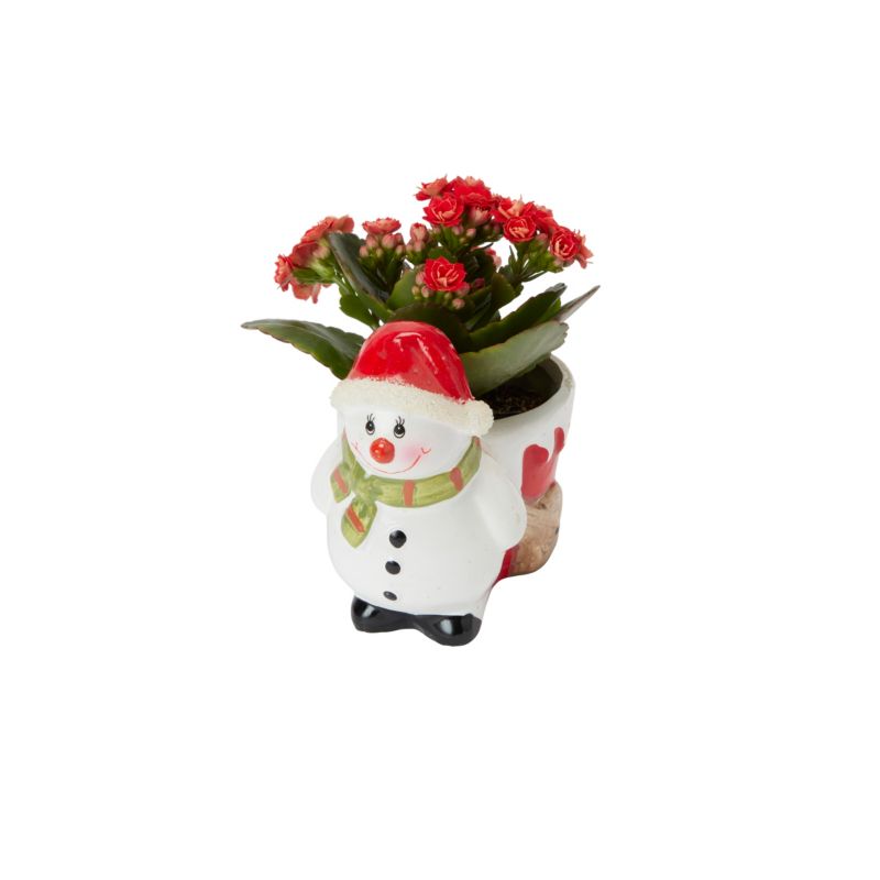 Kalanchoe i potte med rensdyrmotiv