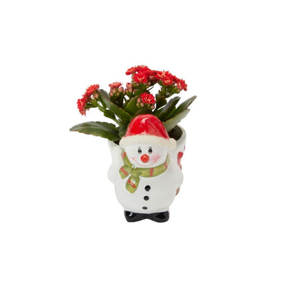 Kalanchoe i potte med rensdyrmotiv