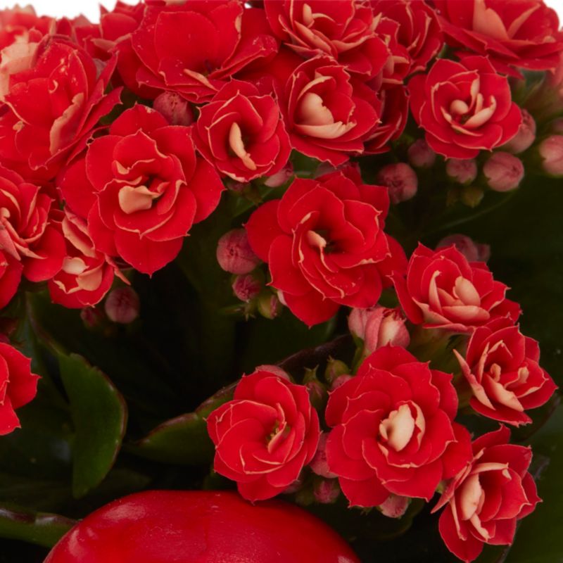 Kalanchoe i potte med rensdyrmotiv