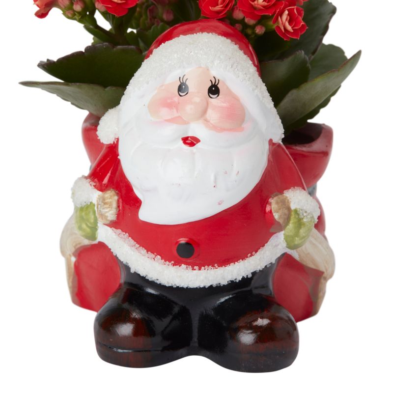 Kalanchoe i potte med rensdyrmotiv