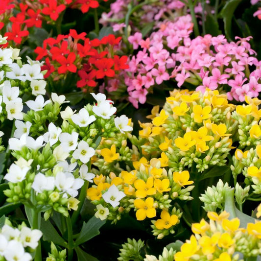 Kalanchoe i dekorativ folie 23 cm