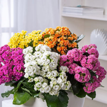 Kalanchoe i dekorativ folie 23 cm