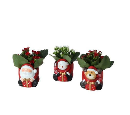 Kalanchoe i festlig urtepotte til jul