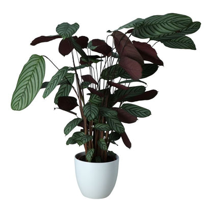 Kalatea Ctenanthe i keramisk potte 27 cm