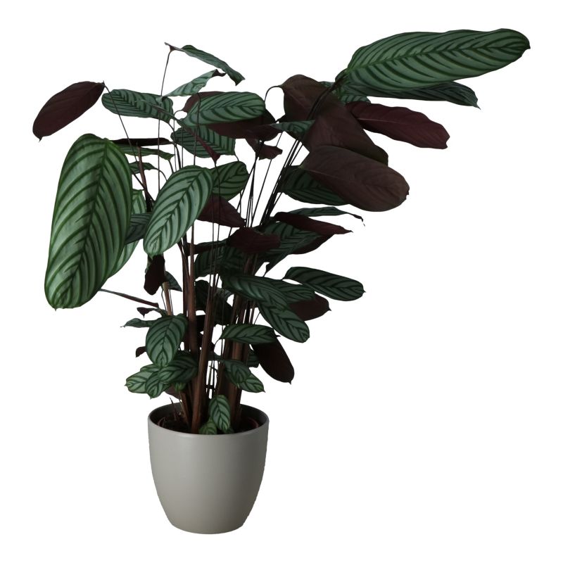 Kalatea Ctenanthe i keramisk potte 27 cm