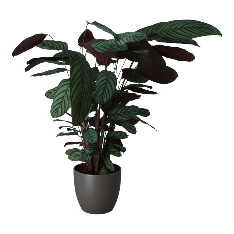 Kalatea Ctenanthe i keramisk potte 27 cm