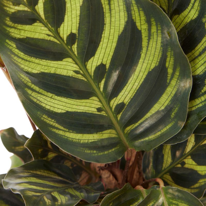 Kalatea i potte 14 cm – dekorativ indendørs plante