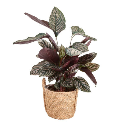 Kalatea i potte 19 cm 3
