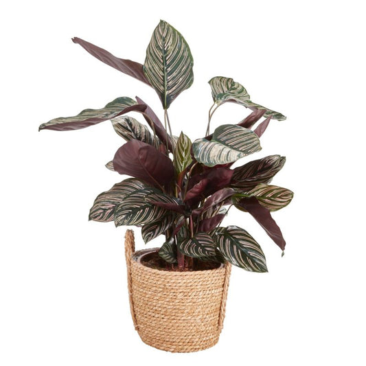 Kalatea i potte 19 cm 3