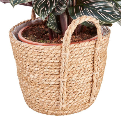 Kalatea i potte 19 cm 3