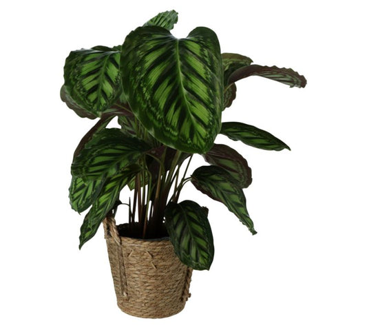 Kalatea Flamestar GoodHome i kurv