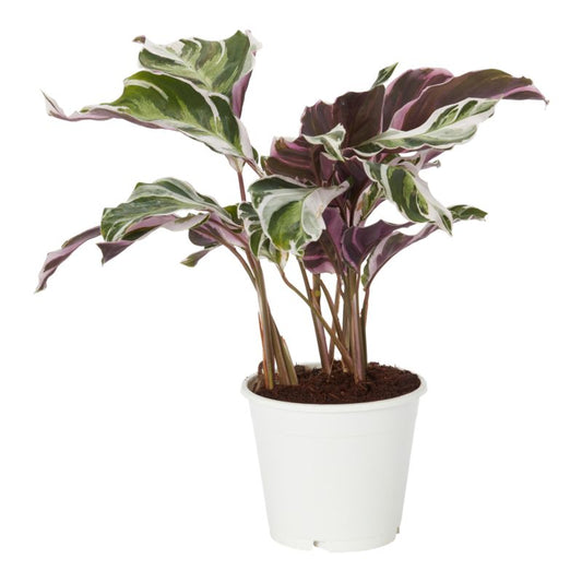 Calathea Fusion White 14 cm