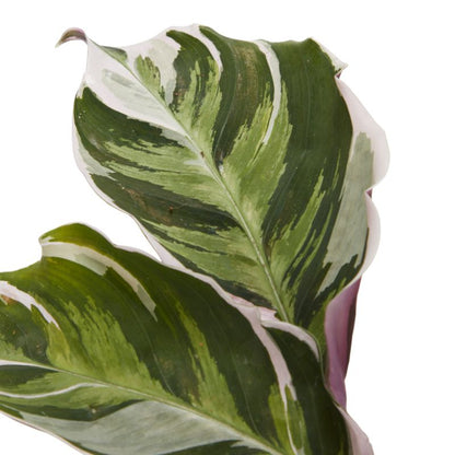 Calathea Fusion White 14 cm
