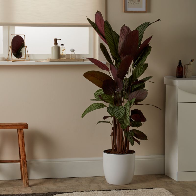 Calathea Oppenheimiana 27 cm