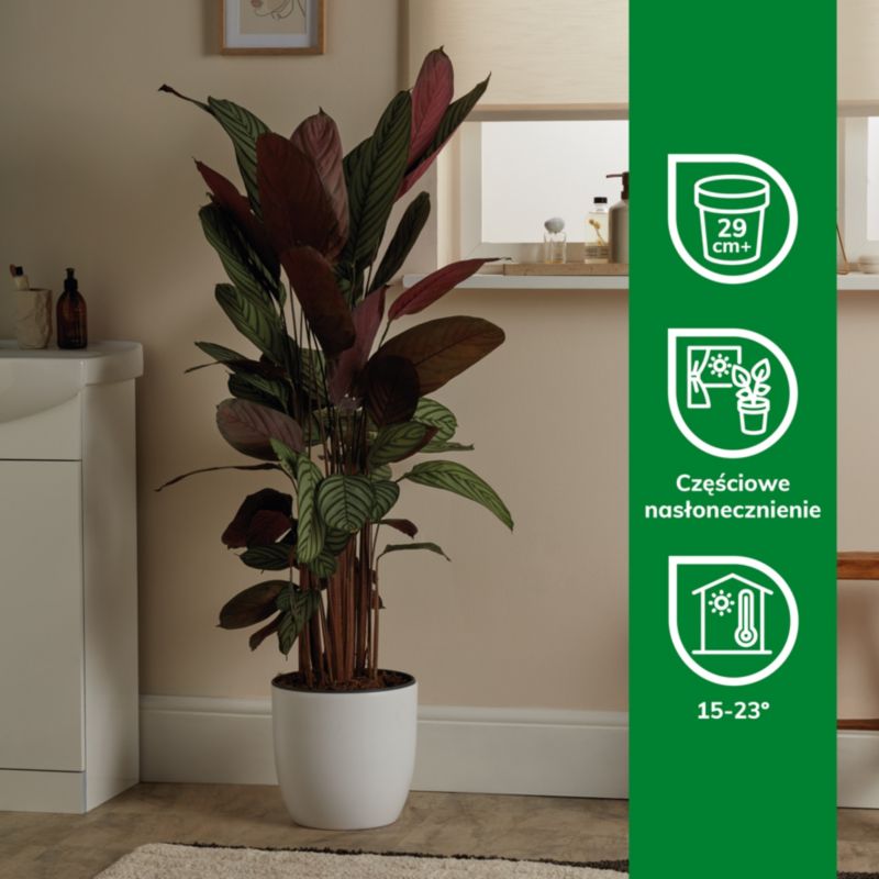Calathea Oppenheimiana 27 cm