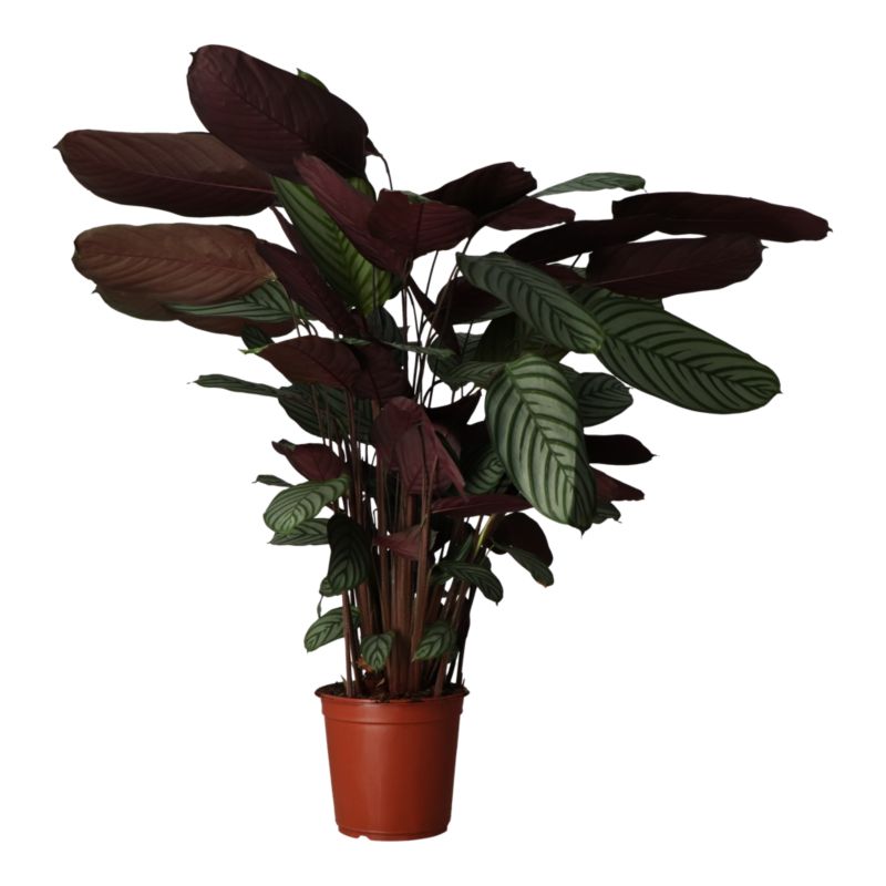 Calathea Oppenheimiana 27 cm