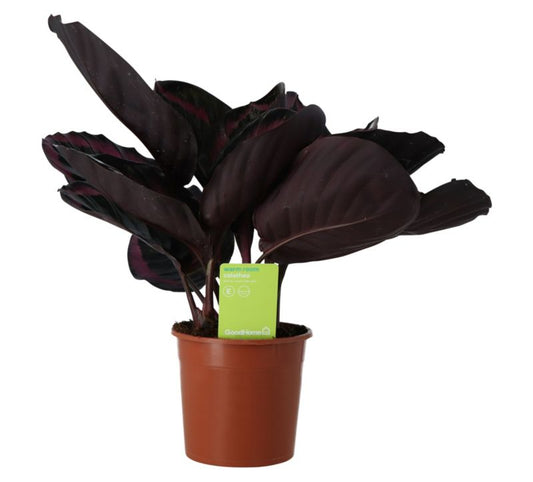 Calathea Surprisestar GoodHome 14 cm