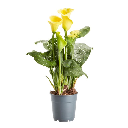 GoodHome kalla 12 cm