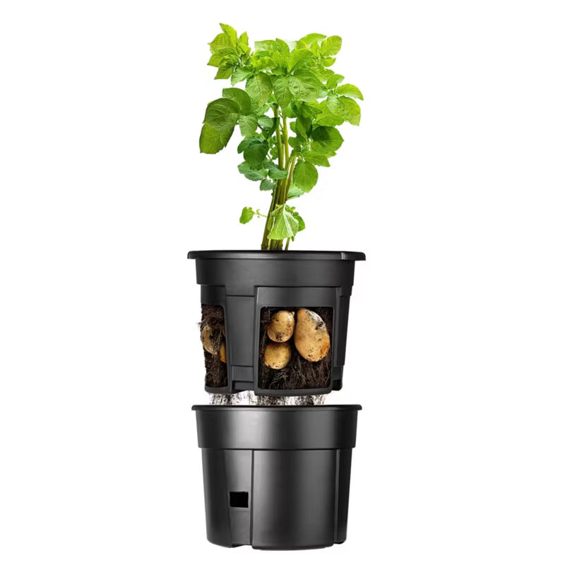 Kartoffelpotte Patras 28 Liter Plastik
