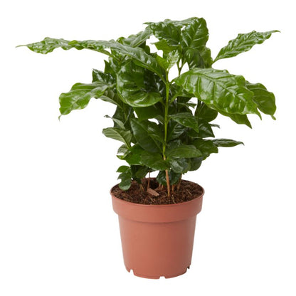 Arabica kaffeplante 12 cm