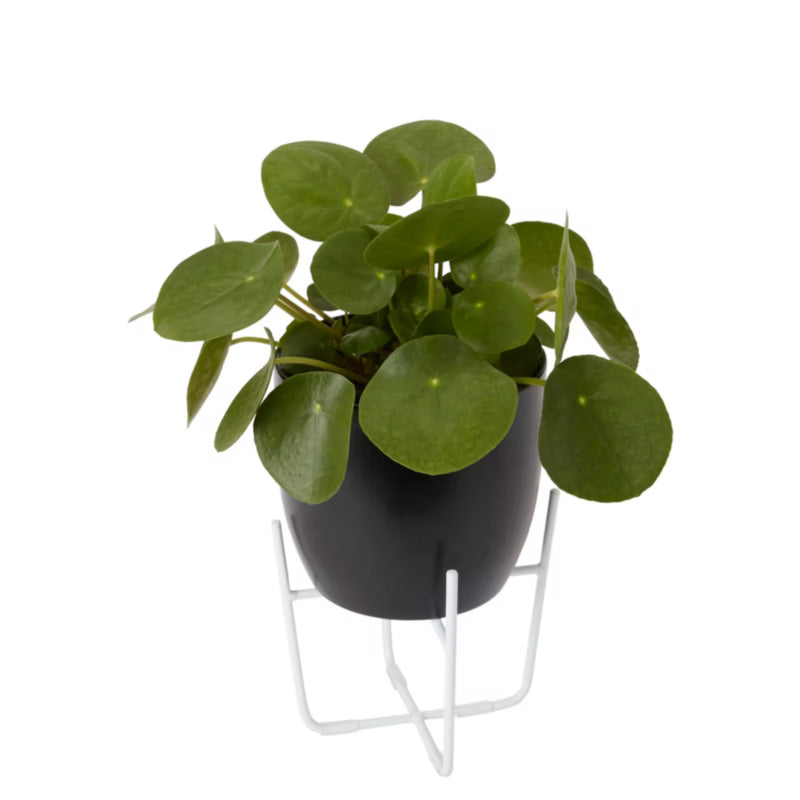 Keramisk Urtepotteskjuler Ø14 cm Sort