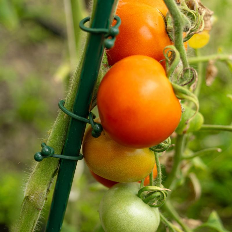 Kadax planteclips til fastgørelse af tomatstængler og bønnegrene 23 mm, 50 stk.