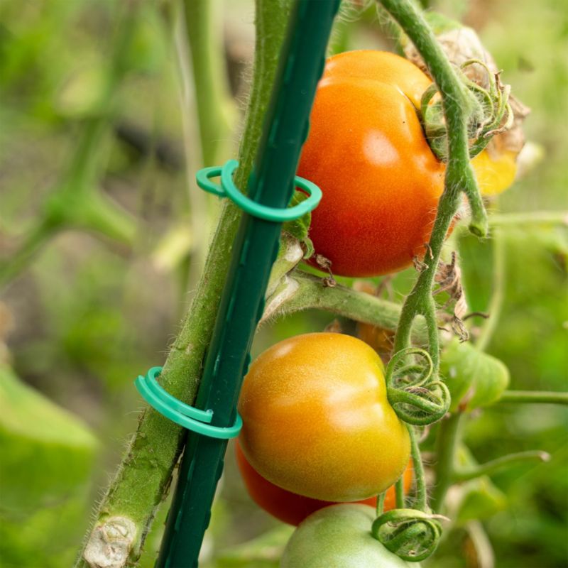 Kadax planteclips til fastgørelse af tomatstængler og bønnegrene 3 cm, 50 stk.