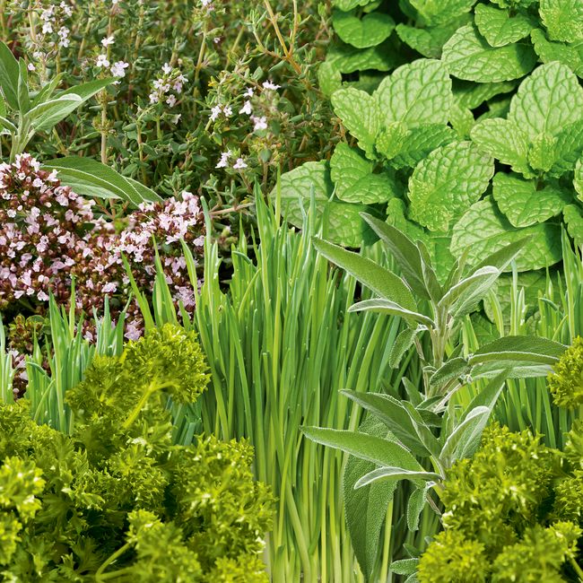 Sæt med 6 krydderurter til potteplante