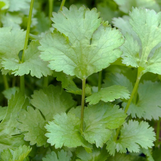 Kolanderplante i potte 13 cm