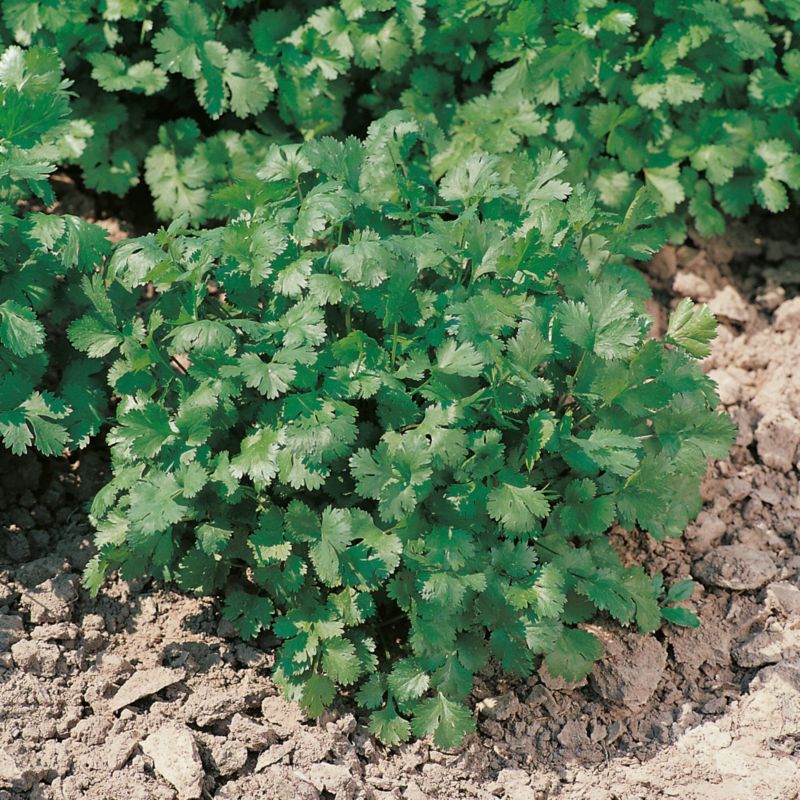 Kolanderplante i potte 13 cm