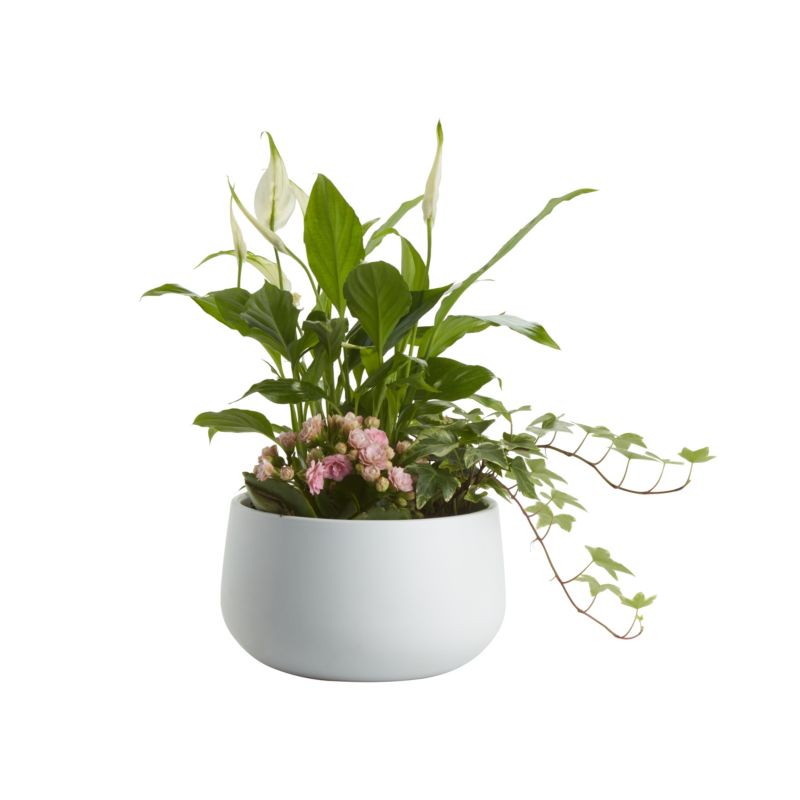 GoodHome blomsterkomposition 20 cm