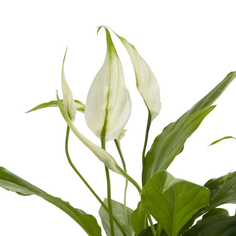 GoodHome blomsterkomposition 20 cm