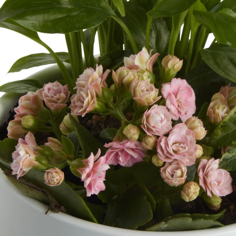 GoodHome blomsterkomposition 20 cm